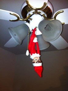 Alfie hangin' out on his first night with us